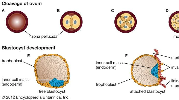 Blastocyst Culture
