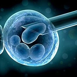 IVF (In Vitro Fertilisation)
